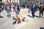Hollanda’ya kangal köpekli protesto