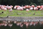 Çardak Acıgöl’e flamingo akını başladı