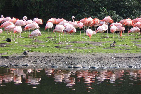 Çardak Acıgöl’e flamingo akını başladı