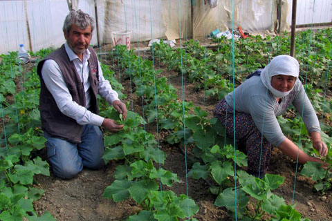 ‘Dereköy Hıyarı’ pazarda yerini alıyor