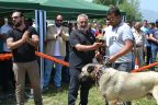 Dünyanın en iyi çoban köpeği ırkları yarıştı