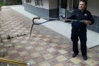 Asmalıevler’de eve giren yılan korkuttu