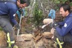 Ağaç kütüğüne sıkışan yavru köpek kurtarıldı