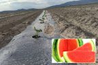 Çal’da çekirdeksiz karpuz dikimi yapıldı