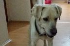 Görme engelli köpeğini arıyor