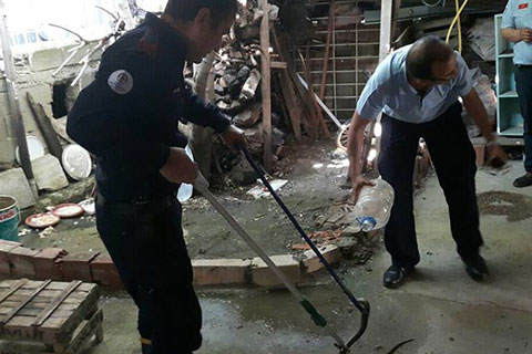 Sel yatağına yakın yerlerde yılanlar çoğaldı