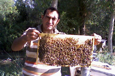 Bal arıları, kraliçeye bir de O’na biat ediyor
