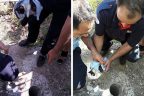 İtfaiyenin kurtardığı yavru kedi annesine koştu