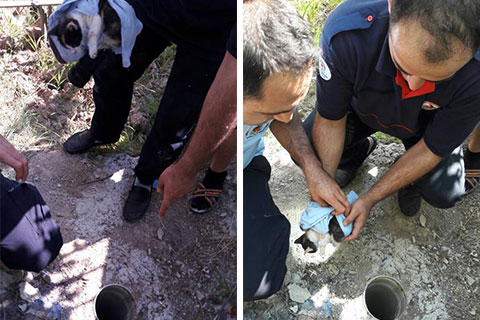 İtfaiyenin kurtardığı yavru kedi annesine koştu