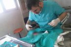 Doğum yapamayan kedi ölmek üzereyken ameliyata alındı, yavrularıyla kurtarıldı