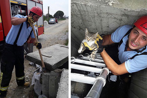 Yolda yürüyen bir kişi kedi sesi duydu, o kulak kediyi kurtardı