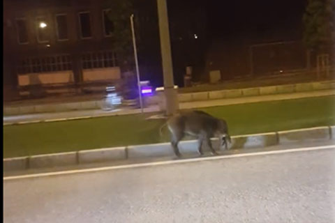 Aç kalan yaban domuzları kent merkezinde