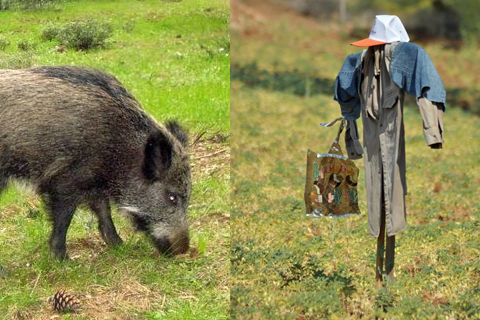 Bu da ‘domuz’ korkuluğu