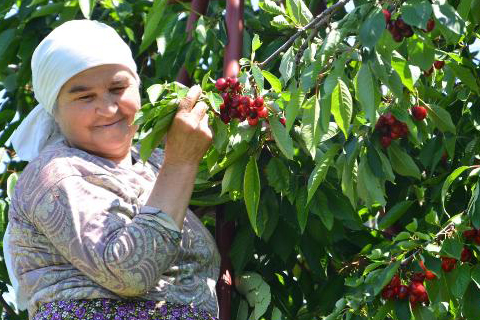 ‘Napolyon’ rekoltesi yarıya düştü