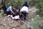 ‘Karakız’ın imdadına itfaiye yetişti
