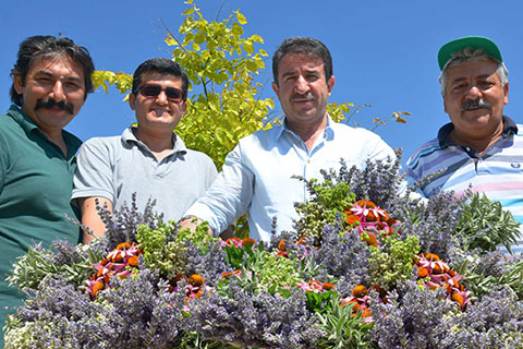 Gözler ‘de Tıbbi ve Aromatik Bitkiler Hasat Günü