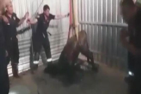 Foseptiğe düşen danayı itfaiye kurtardı