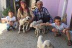 Kurşun Ailesi’nin tek koyunu 6 yavru dünyaya getirdi