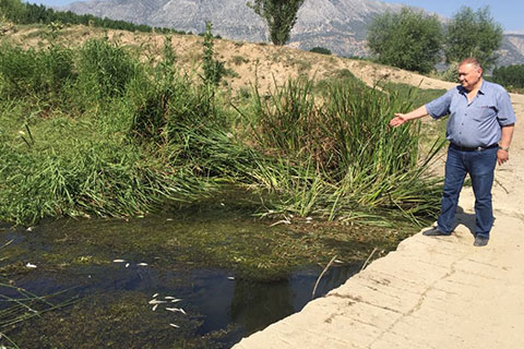 İddialar çok vahim! Işıklı’yı besleyen Kufi Çayı zirai ilaçlarla zehirleniyor, balık ölümleri başladı