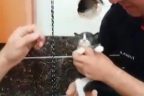 Kedi için duvarı deldiler