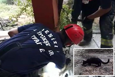 Yavru kedi atık su borusuna sıkıştı