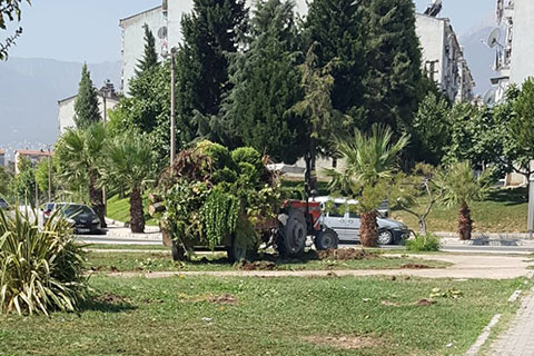 Mahkeme kararını beklemediler, ağaçları sökmeye başladılar