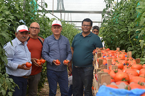 Tavas’ta hasat başladı