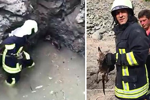 Kuyuya düşen tilkiyi itfaiye kurtardı