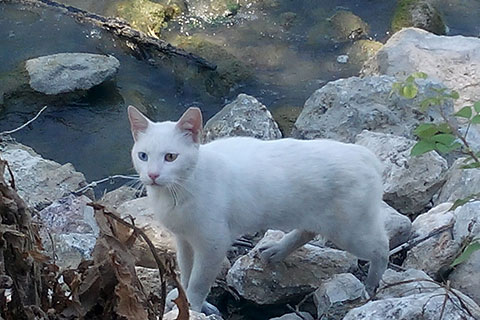 Sahiplendiği Van Kedisi’ni dedektif gibi aradı ve buldu