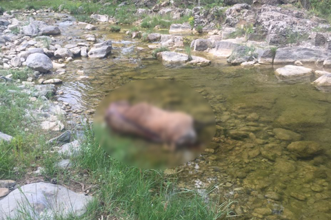 Çivril’de boynuzları ve kafası için bir kızıl geyiğin başını kesip suya attılar