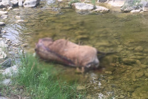 Akdağ’da kafası kesik geyik ile ilgili ilginç açıklama; Kurtlar öldürmüş, yememiş
