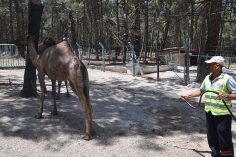 Sıcak onları da etkiledi