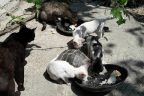 Buldan’da evin bahçesinde 4 kedi ile kaplumbağa aynı kaptan besleniyor