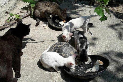 Buldan’da evin bahçesinde 4 kedi ile kaplumbağa aynı kaptan besleniyor