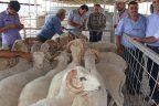 Tavas’ta 11 yetiştiriciye koç dağıtımı yapıldı