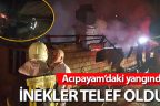 İnekler telef olmaktan kurtarılamadı