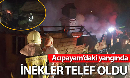 İnekler telef olmaktan kurtarılamadı