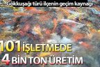 Çameli’de 101 işletmede 4 bin ton alabalık üretiliyor