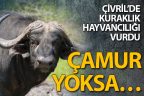 Çivril’de kuraklık hayvancılığı vurdu