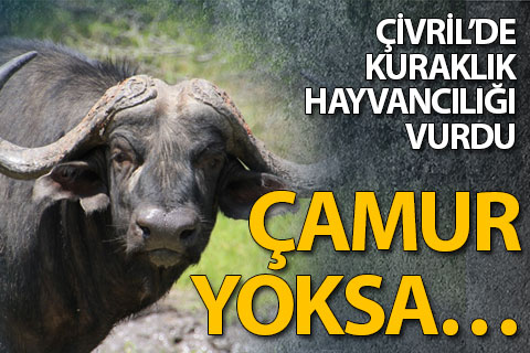 Çivril’de kuraklık hayvancılığı vurdu