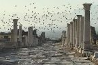 Laodikya semalarında güvercin şovu