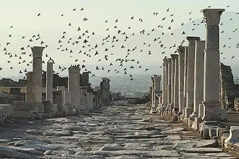 Laodikya semalarında güvercin şovu