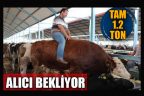 Kurbanlık boğasıyla şov yaptı