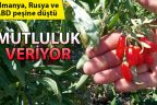 Mutluluk meyvesi üreten çiftçi, ABD, Rusya ve Avrupa’ya ihracat yapıyor