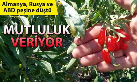 Mutluluk meyvesi üreten çiftçi, ABD, Rusya ve Avrupa’ya ihracat yapıyor