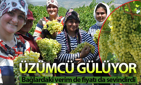 Buldan’da sofralık üzüm yetiştiricileri çok mutlu