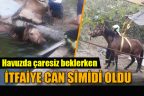 Havuza düşen atı, itfaiye kurtardı