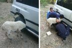 Kafasını öyle bir yere sıkıştırdı ki