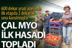 Çal MYO ilk hasadı yaptı