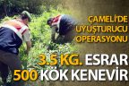 Çameli’de esrar ve hintkeneviri operasyonu